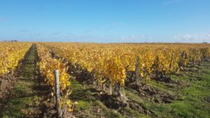 vignes en automne du domaine de la Canopée