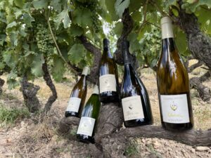 Photo de bouteilles dans les vignes